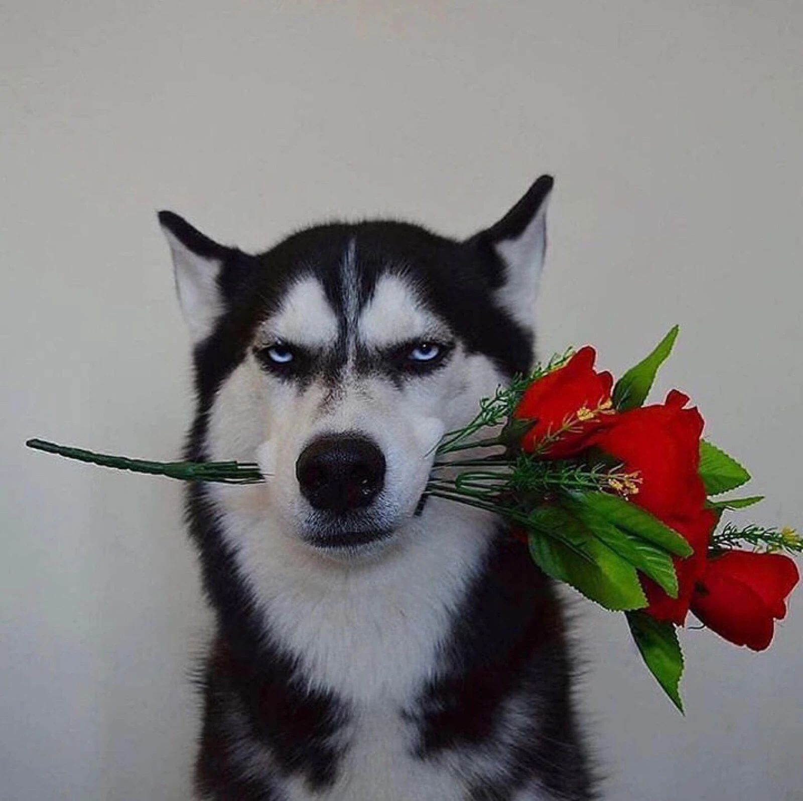 No image