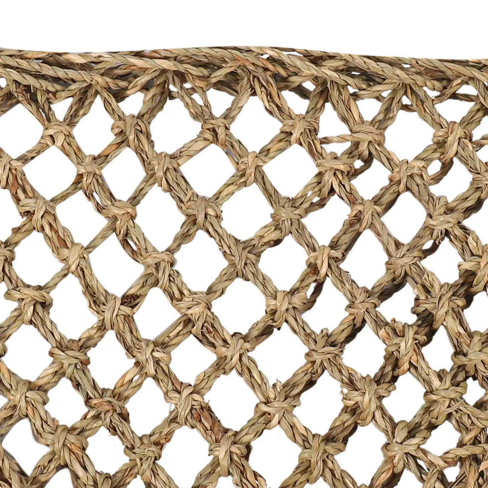 ABMI-2X Bearded Dra… - image