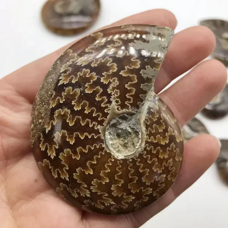 Natural Madagascar Spotted Colored Snail Chrysanthemum Flower Stone Sea Snail Specimen Original Stone Creative Decoration