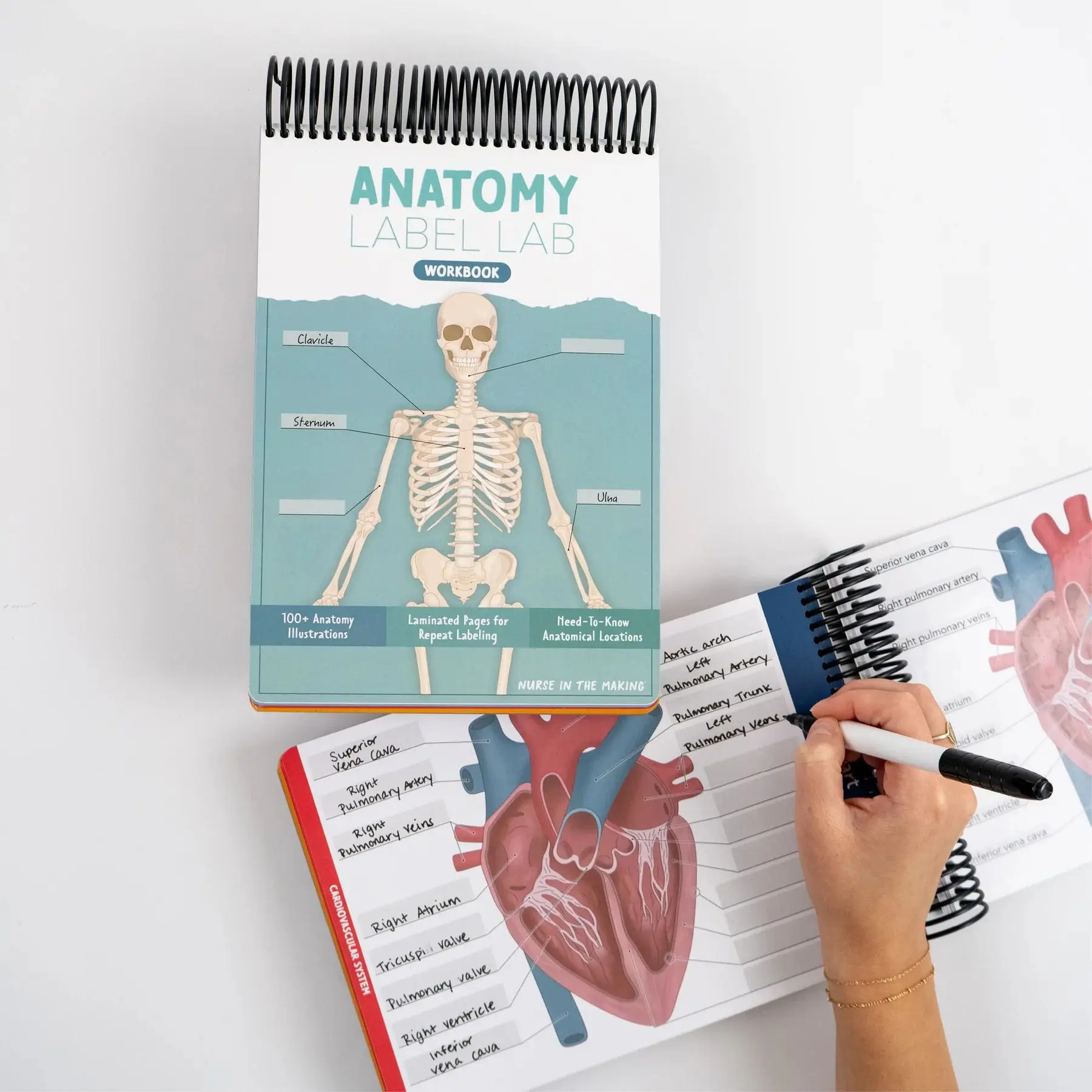 1pcs Human Body Structure, Intelligent Organ Assembly, Skeleton Construction, Anatomical Coils, This Label Workbook