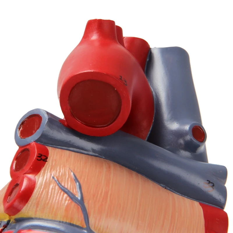 แบบจำลองหัวใจมนุษย์ขนาด1: 1แสดงโครงกระดูกมนุษย์กายวิภาคศาสตร์ขนาดหัวใจที่แม่นยำทางกายวิภาค