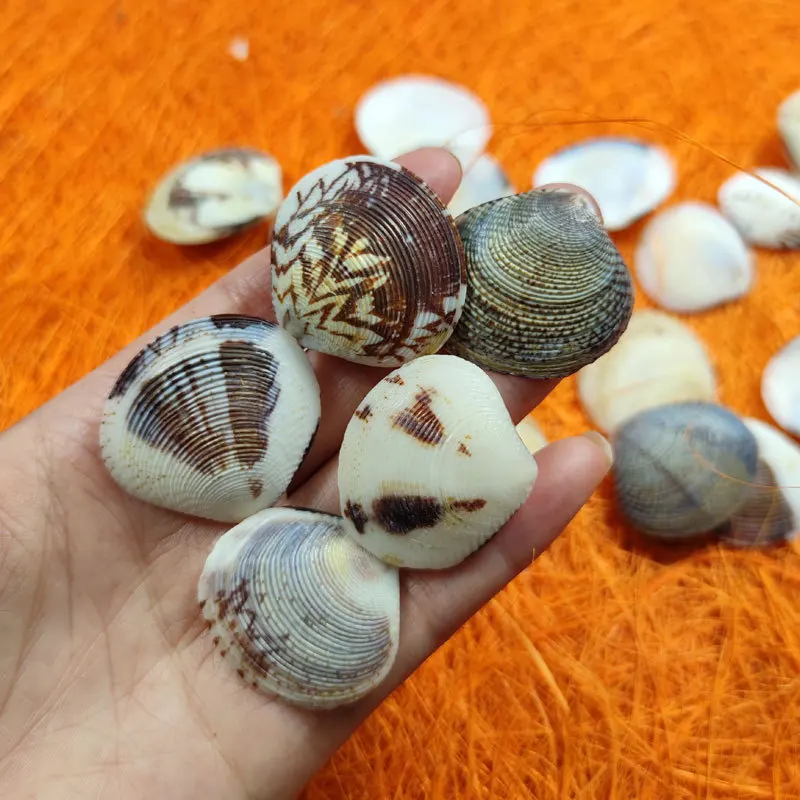 Natural Clam Meretrix Lyrata Shell DIY Handcrafted Mosaic Aquarium Conch Decoration 3D