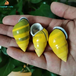 3 PC Colorful Mini Snail Yellow Amphidromus Butoti Shell, Fish Tank Accessory Beach Wedding Decor DIY Jewelry Making Kit, 4-5CM