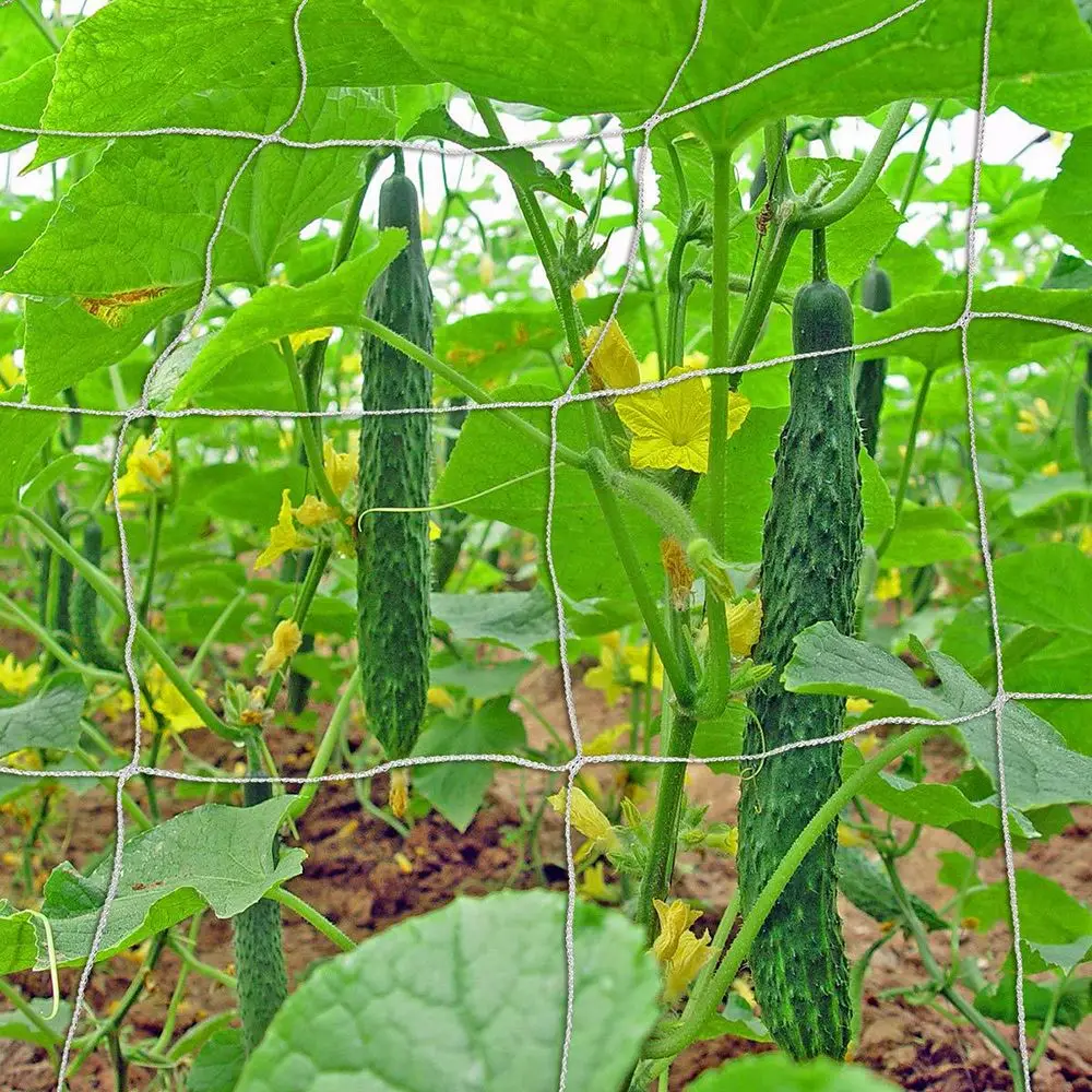 Bitki kafes, Tuinieren Benodigdheden duurzaam bitki kafes örgü, 6 inç klimplant destekçisi horoz tutuin DIY Groenten