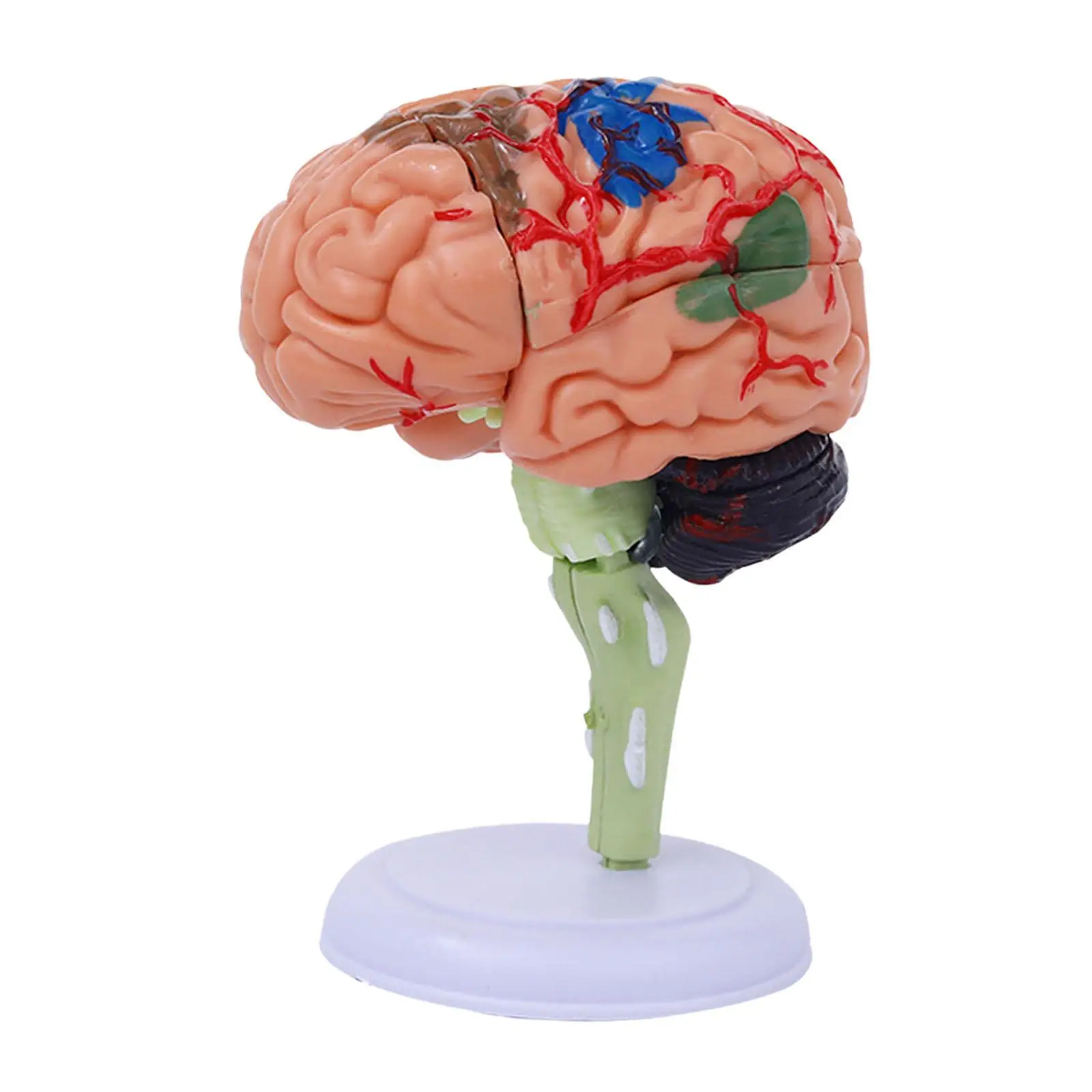 Modelo de cerebro humano, anatomía, juguete fácil de usar, modelo anatómico 4D desmontado