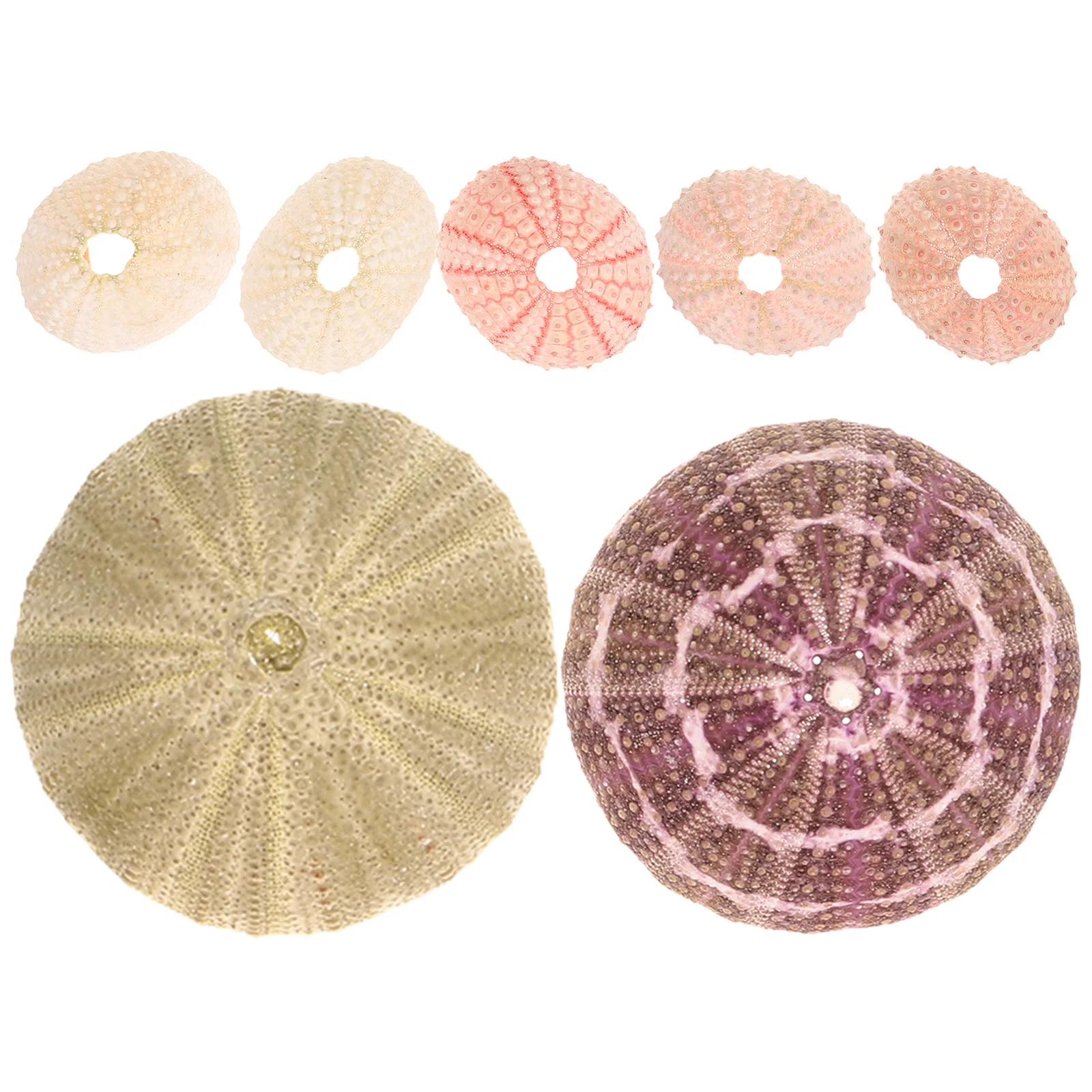 

7pcs Sea Shell Conch Air Plant Pot Holder Seashell Succulent Display Container Decor for Home Wedding Gift