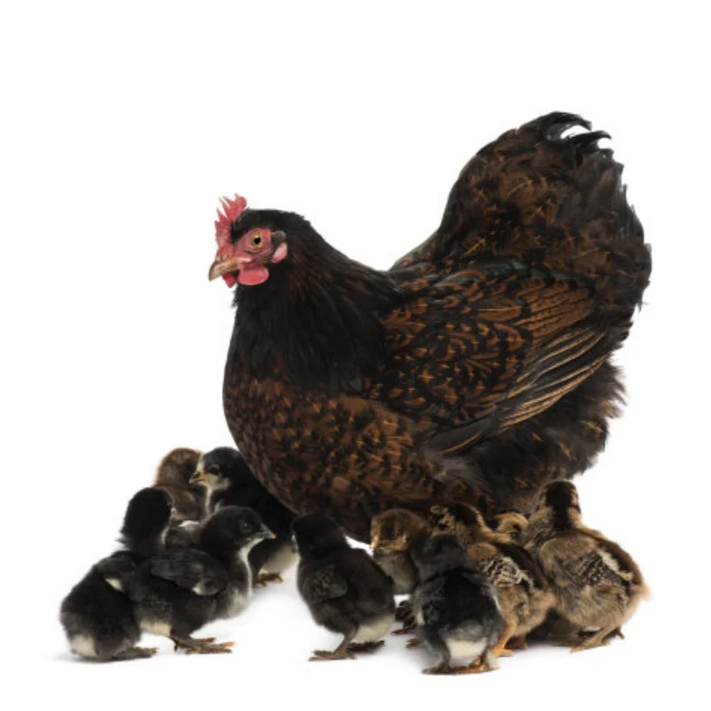 

4Pcs 1.0 Inch Metal Beadlock Wheel Hub Wheel Rim For 1/18 1/24 RC Crawler Car TRX4M Axial SCX24 AX24 Upgrade Parts