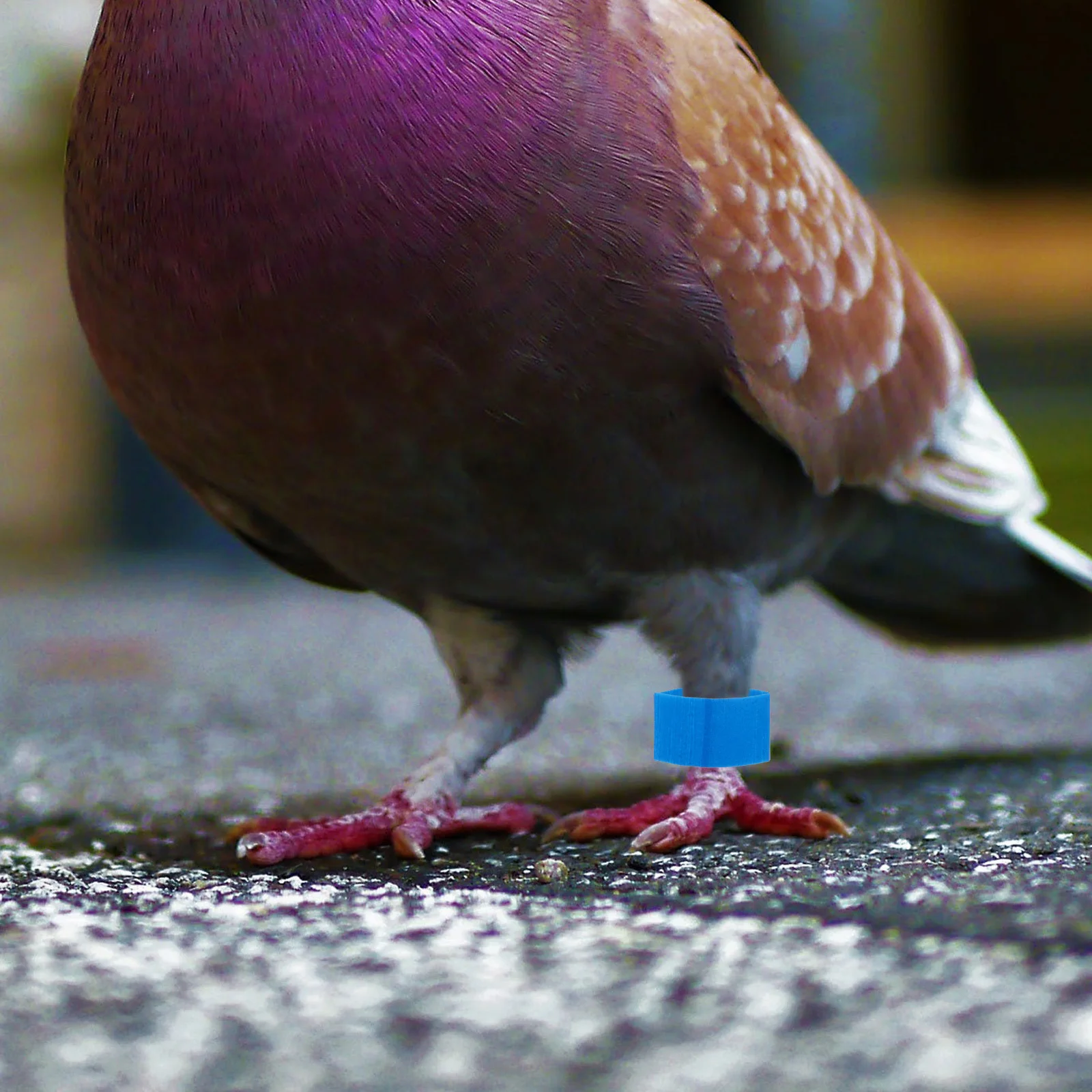 

80Pcs Pigeon Foot Ring Heat Shrink Film Secure Sealed Foot Ring Protection Pigeon Accessories Sealing Materials