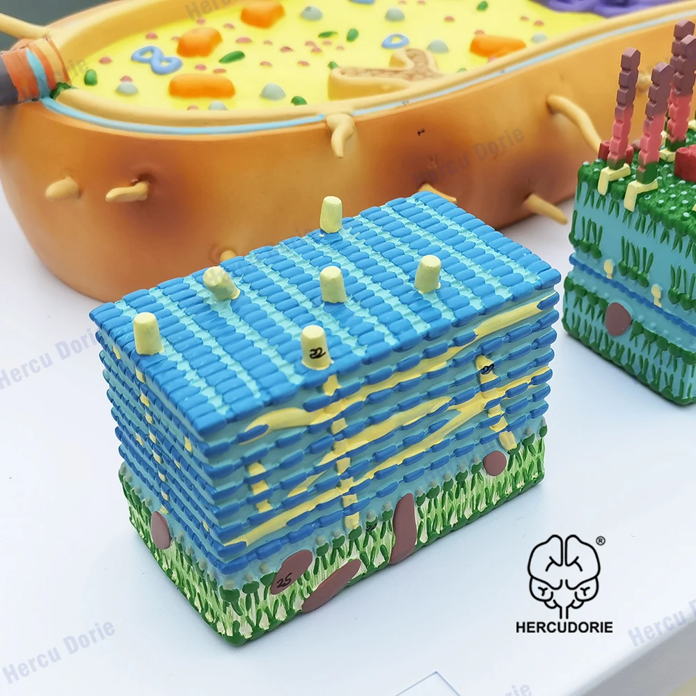 Microbial Bacterial Amplification Model, Trisection Virus Microstructure, Cell Sample, Chromosome DNA, Biomedical Model