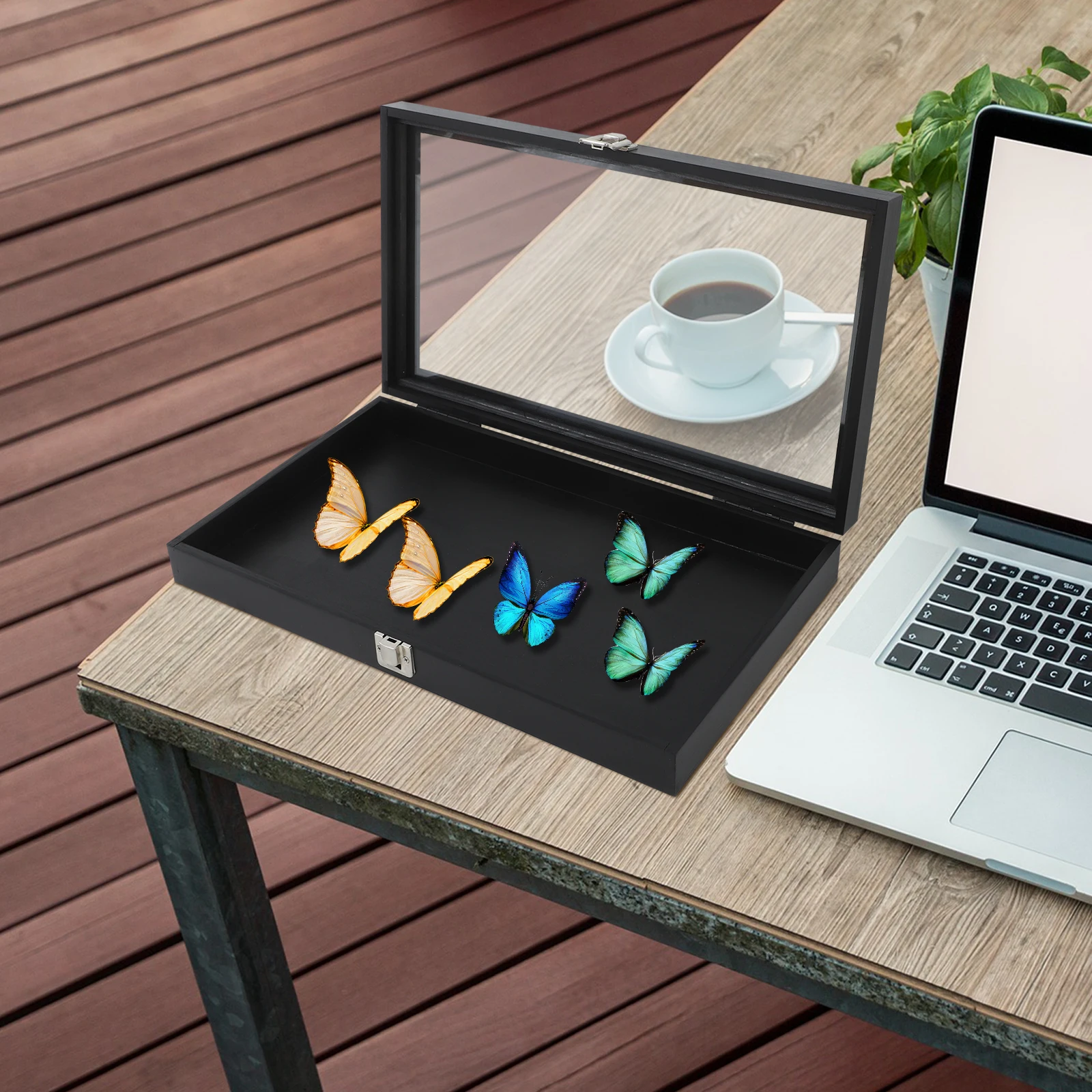 

Lockable Wooden Specimen For Butterflies Jewelry Collectibles Pressed Flowers Shadow Box Storage Small Display Case Vintage