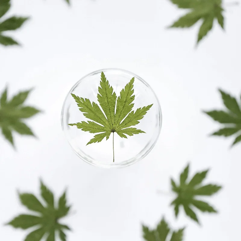 60x-seco-pressionado-natural-verde-maple-leaf-flor-planta-herbario-para-joias-marcador-cartao-postal-caso-de-telefone-cartao-de-convite-artesanato