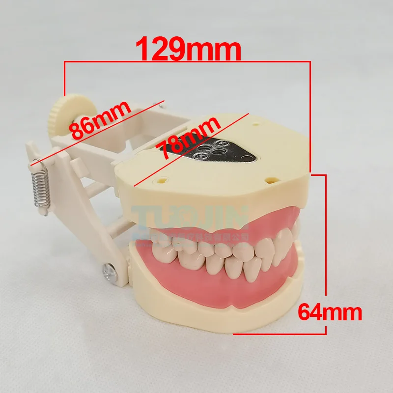 Model zębów dentystyczny pasuje AG3 28 Model nauczania dentystyczny standardowy Model zastępczy Typodont zęba