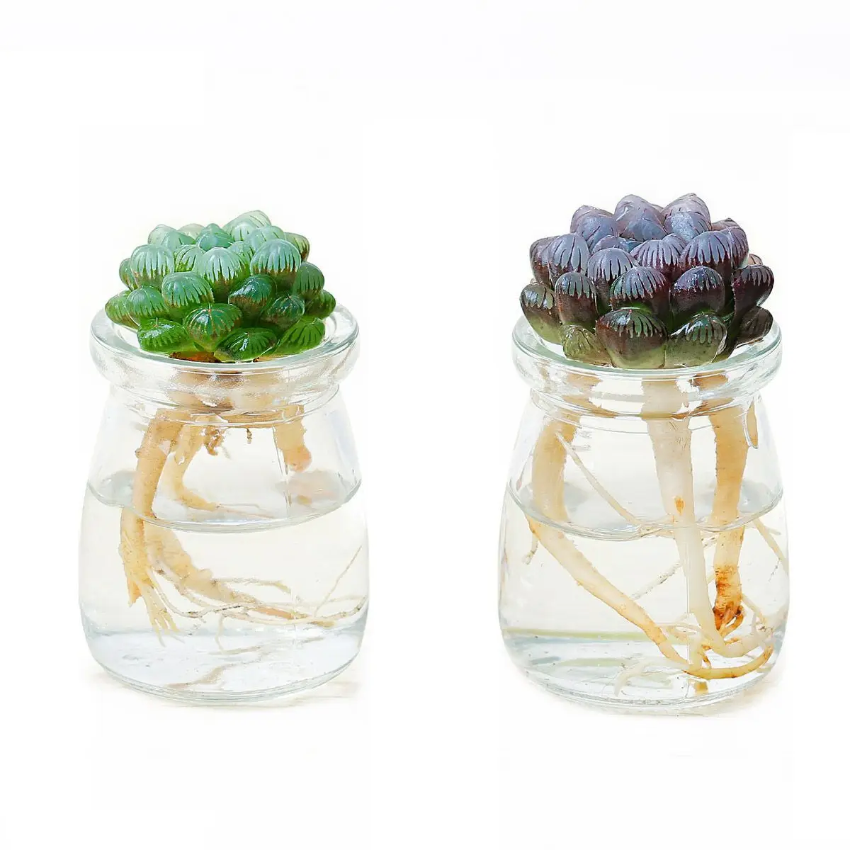 

Succulents hydroponic succulents Dormitory office plants succulent combination super cute bedroom girl cute plants