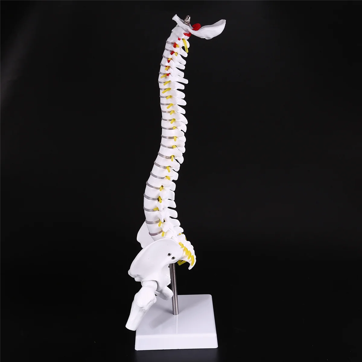 

A06K 45 см Гибкая модель поясничного отдела позвоночника для взрослых 1:1, модель скелета человека с позвоночным диском, модель таза, используемая для массажа, йоги