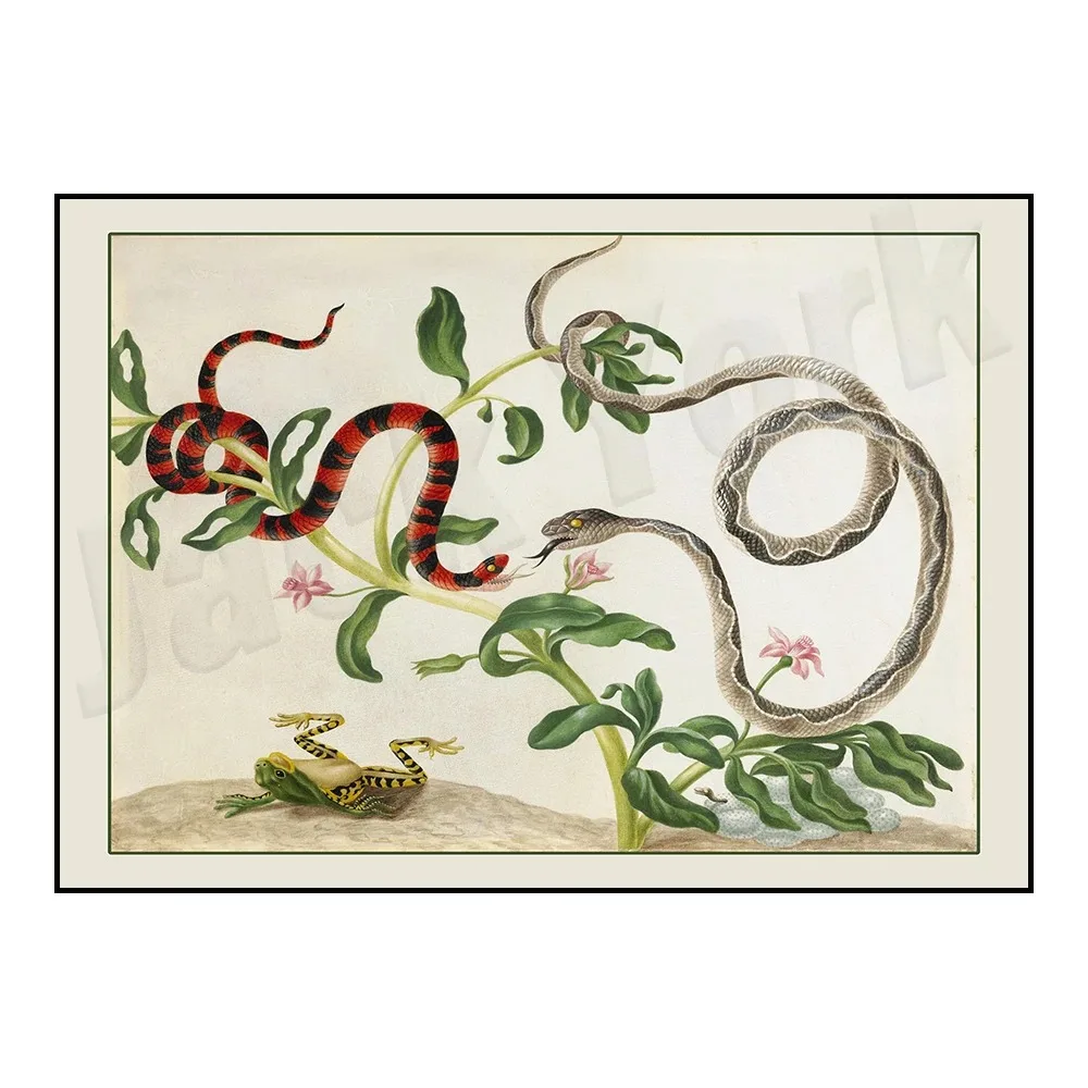 Snake Patterns, Albertus Seba - Herpetology, , Den of Vipers, Snake Anatomy, Natural History, Antique Poster Canvas Painting