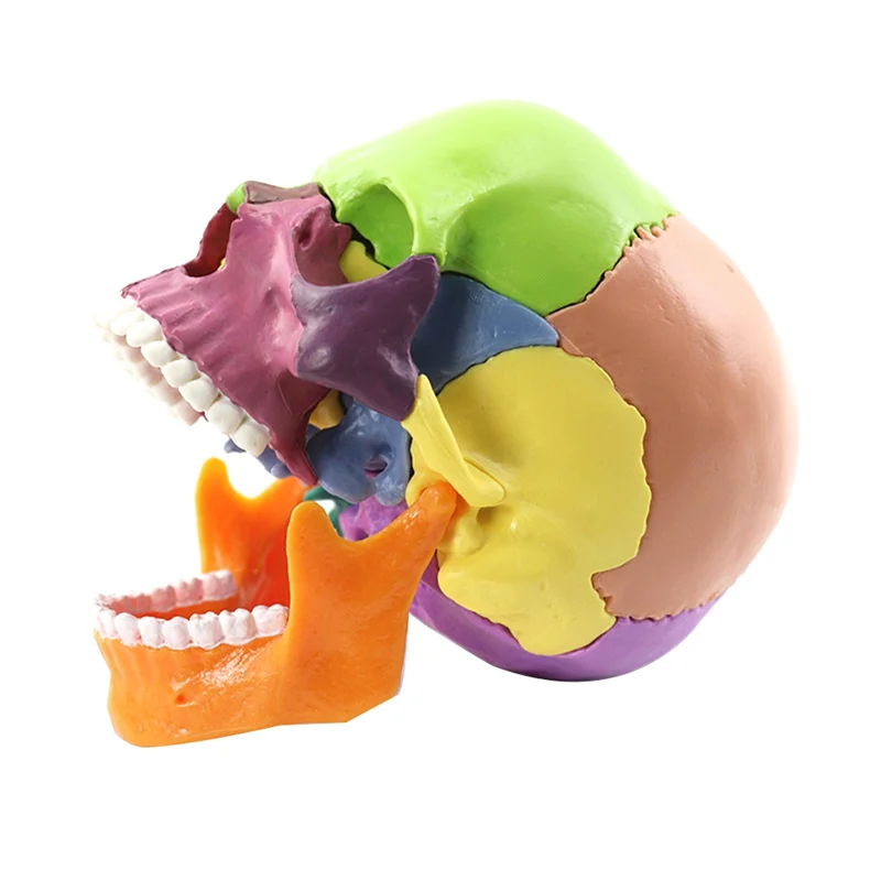 Education Skull Model 1:2 For Student Teaching Study Assembling Model Durable Multicolor