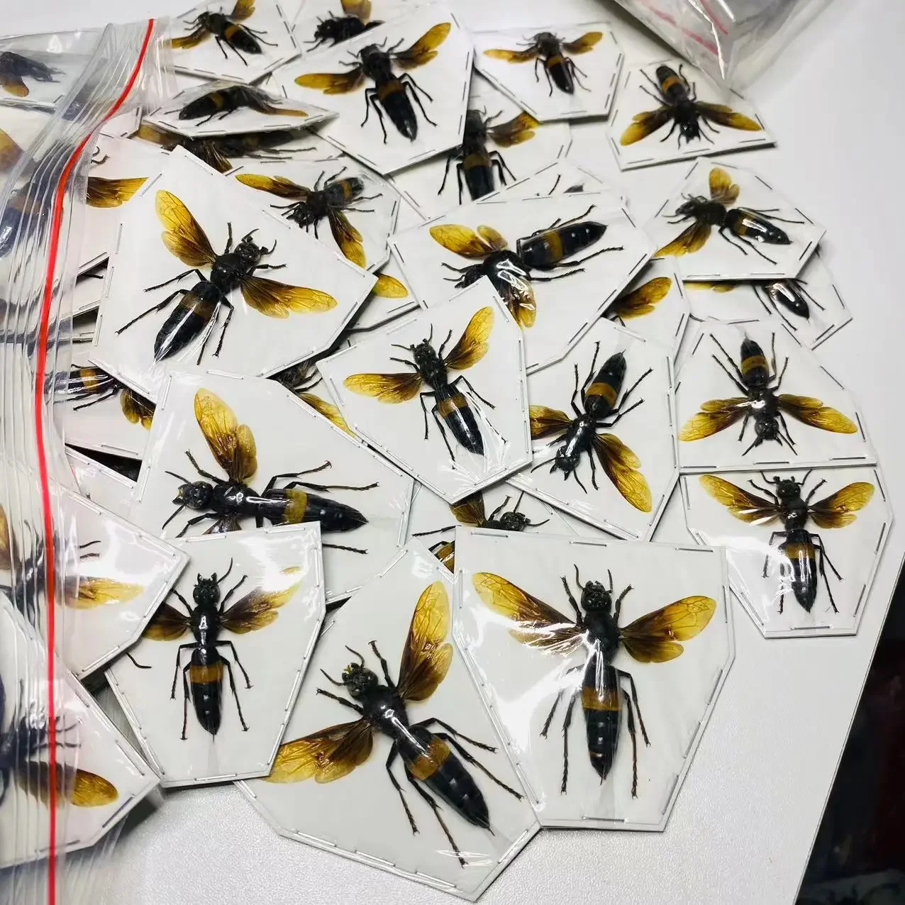 Creobroter Gemmatus Real Insect Specimen Wasp Beetle Collection DIY Crafts Home Decoration Home Decoration Accessories