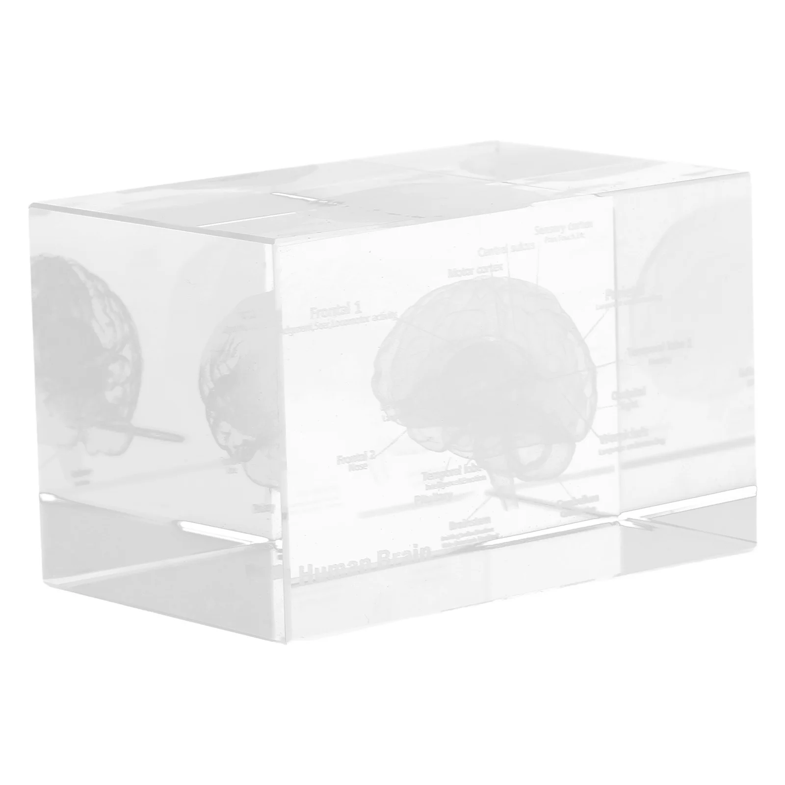 

Crystal Brain Anatomical 3D Human Body Science Decor Cube Transparent Educational Display For Medical Students Physiology