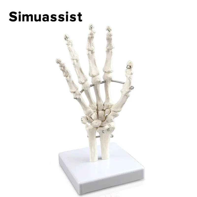 1:1 Size Human Hand Joint Model Hand Skeleton Bone Wrist Vola Palms Skeleton Model Medical Science Teaching Supplies