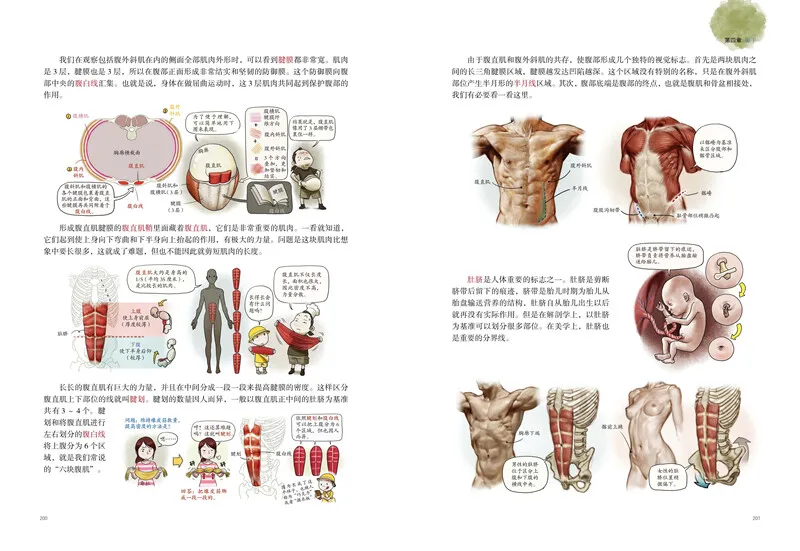 Imagem -03 - Livros de Curso de Desenho de Músculos Humanos Tutorial de Esboço de Estrutura Corporal Notas de Anatomia Artística Livro de Atlas de Teoria de Pintura