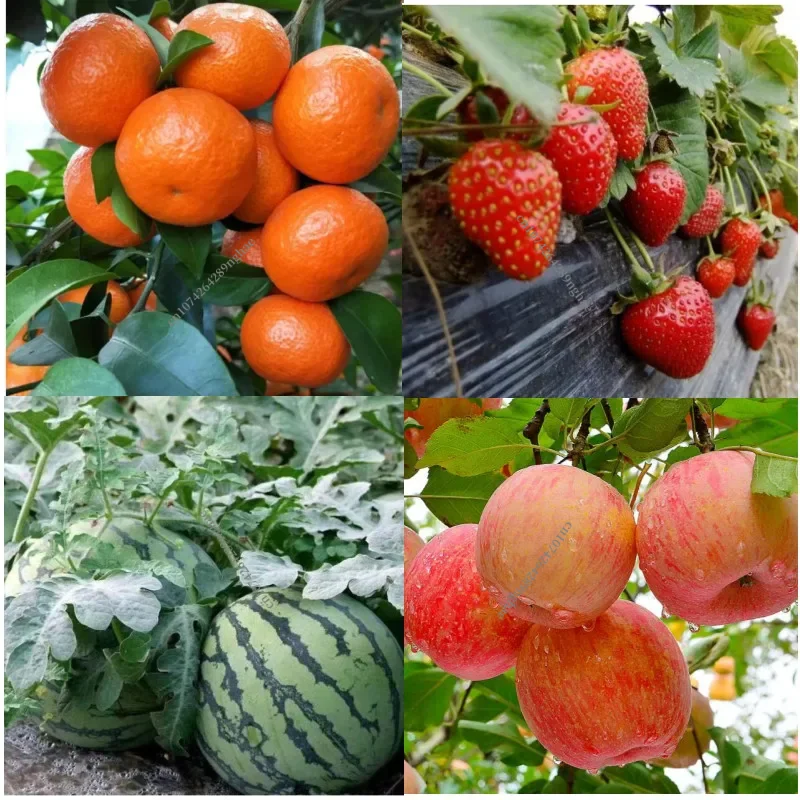 Hot PGR Super Plant Grow Fertilizer Gibberellic Gibberellin Acid GA3 90% For Sale