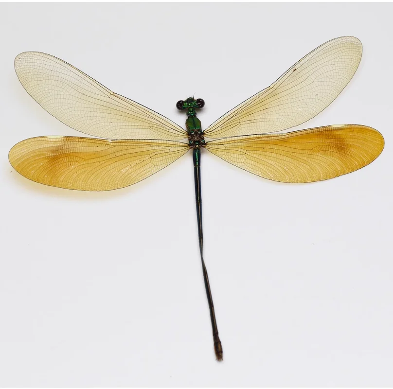 Real Dragonfly Specimens Insects DIY Crafts Teaching Research Hobbies Collection home decor home decoration accessories statue