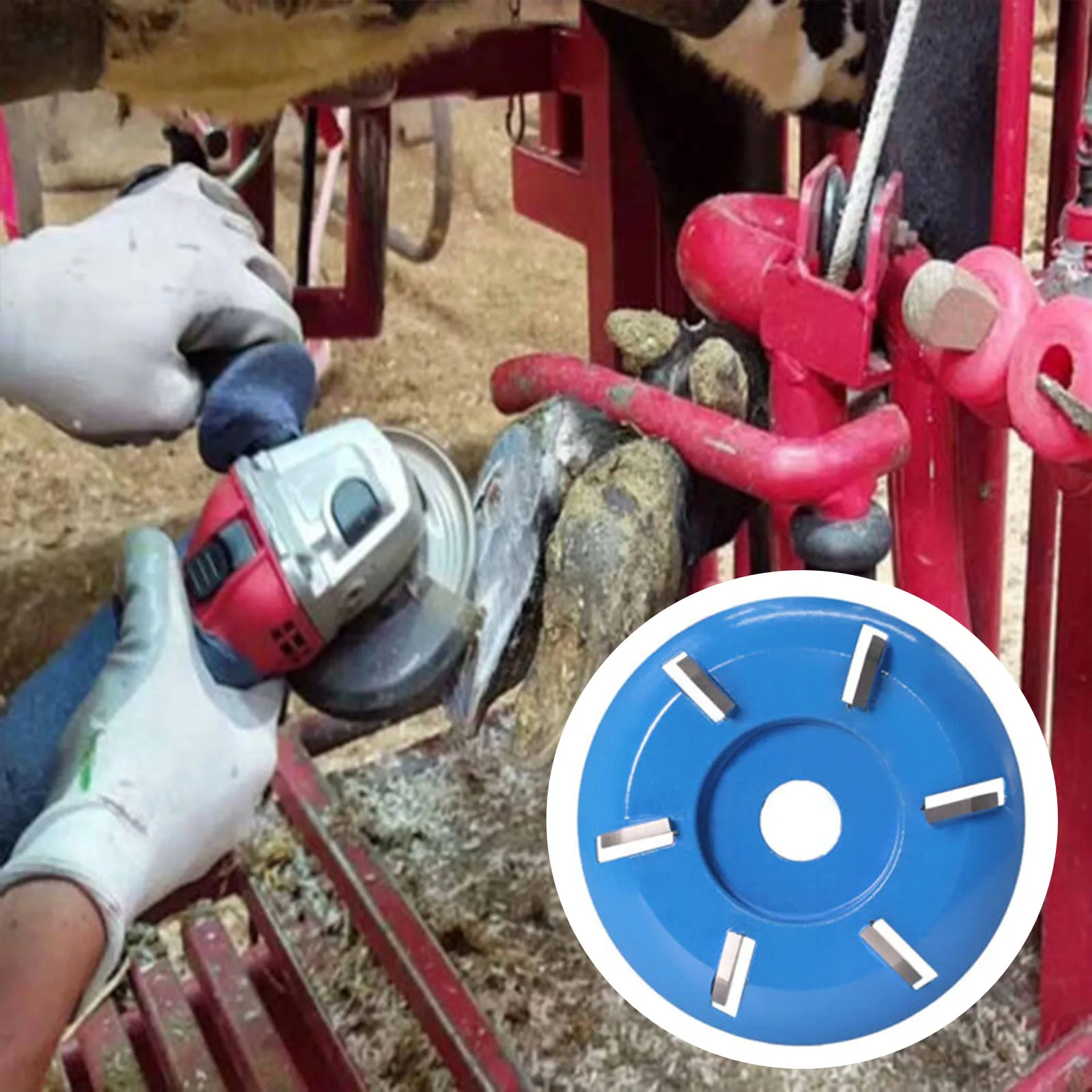 แผ่นตัดแต่งกีบม้าไฟฟ้า 6 ฟันออกแบบแผ่นใช้งานง่ายสำหรับอุปกรณ์เสริมม้าแพะวัว