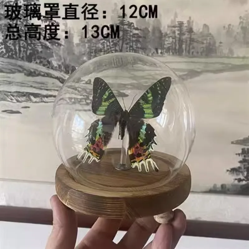 Real Butterfly Specimen Madagascan Sunset Moth Insect  Glass Cover With Light Decoration Birthday Gift Crystal Ball Collection