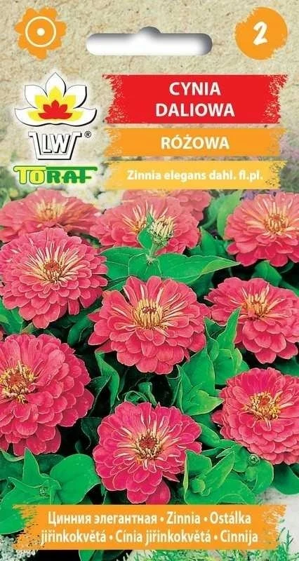 Roze Daliya Cineraria bloemzaden-477 Toraf