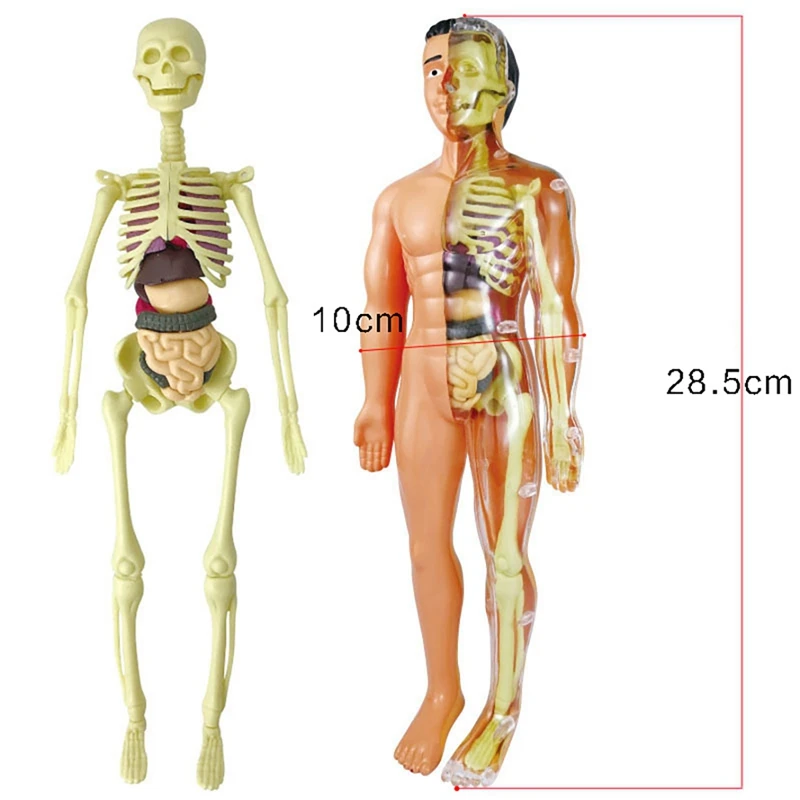 5X 3D Human Body Anatomy Model Children Plastic DIY Skeleton Toy Science Early Learning Aids Educational Toys