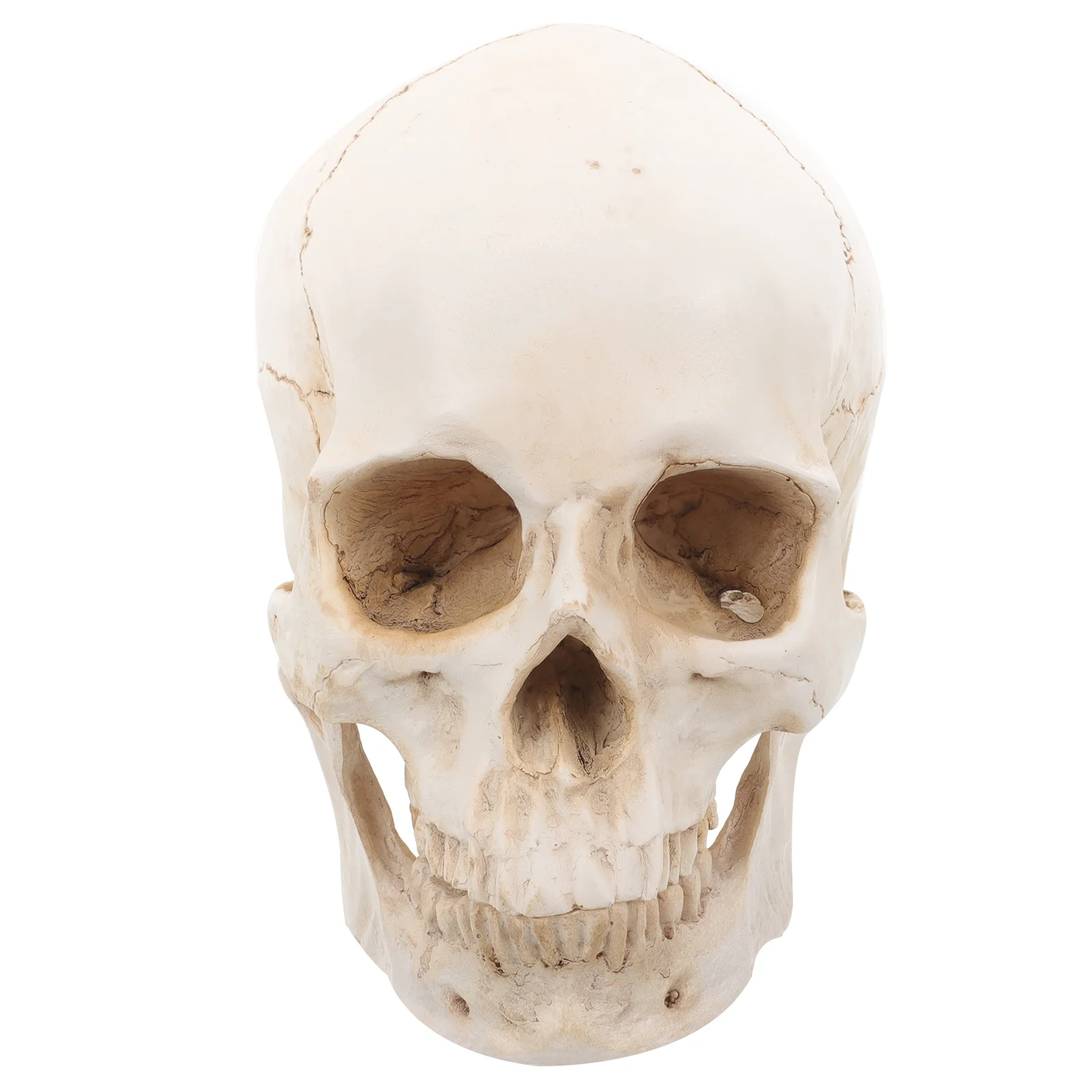 

Head Statue Resin Skull Human Model for Education Ornaments Anatomical