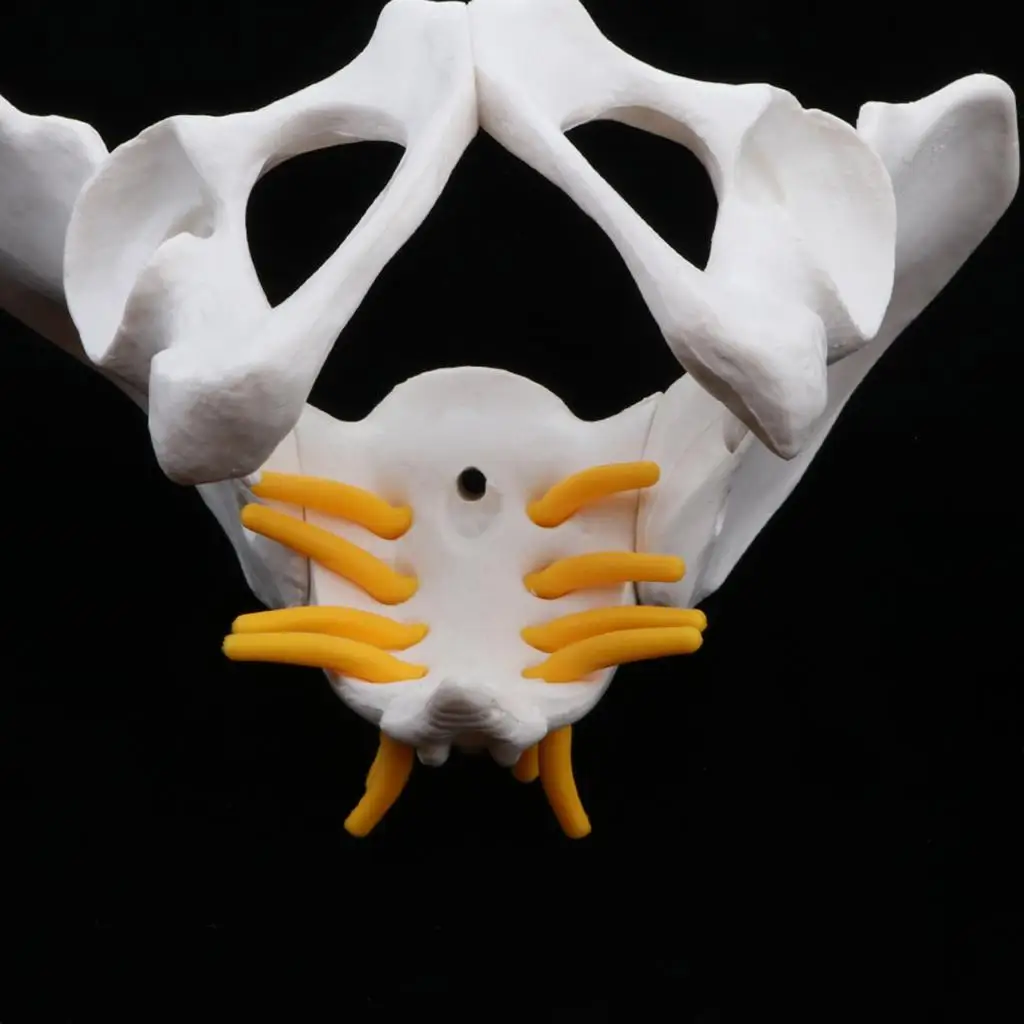 Small Size Human Female Pelvic Skeleton Anatomical Model, 13 x 10 x 9 cm view 6
