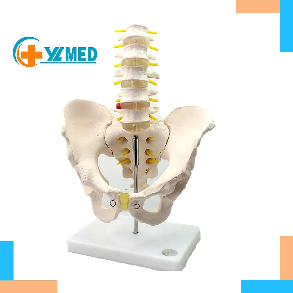 Best-selling PVC Life-Size Human Lumbar Pelvic Anatomy Model Skeletal for Medical Nursing Education