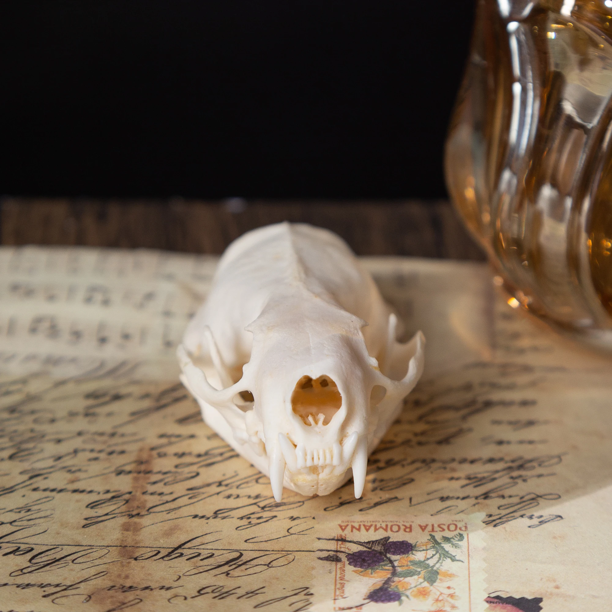 

Real Mink Skull For DIY Crafts Halloween Decorations Educational Models Collectibles Real Animal Skeleton Specimens Unique Gifts