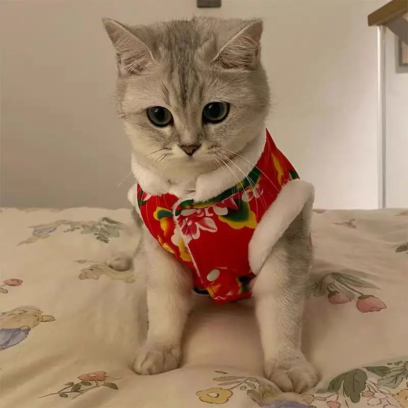 Roupas de gato mais caxemira quente nordeste algodão-acolchoado jaqueta outono e inverno muppet gato azul gatinho pequeno cão de estimação ano novo ta