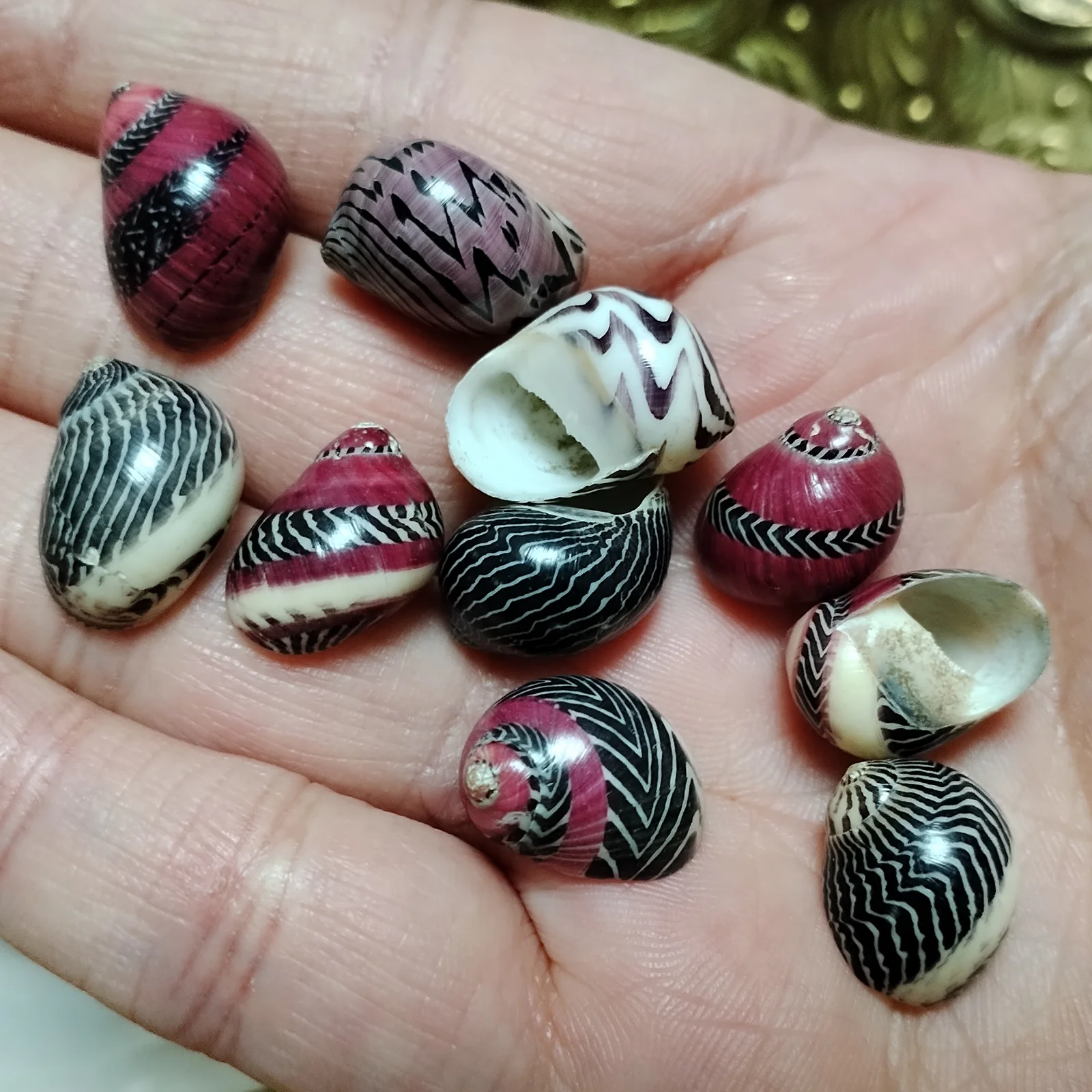 10 Pieces/Lot Zigzag Nerite Snails Colorful Mini Neritina Communis Seashell for Home Decorations, Party Wedding, DIY Crafts