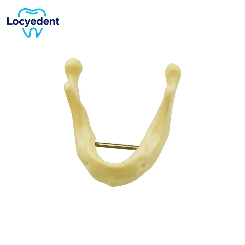 Dental Implant Model Lower Jaw Bone Simulation Model Studing Model Mandible Implant Practice Model Lower Jawbone Dental Model