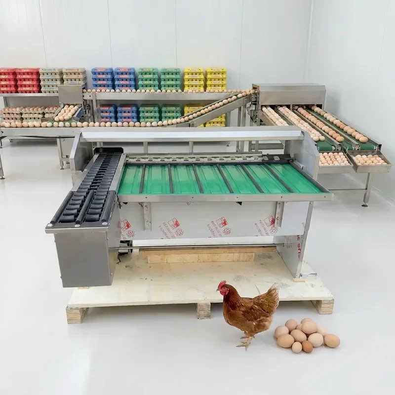Automatic Egg Sorting Machine 10000 Eggs Hour Poultry Grading and Packaging Equipment for Farm Use High Efficiency