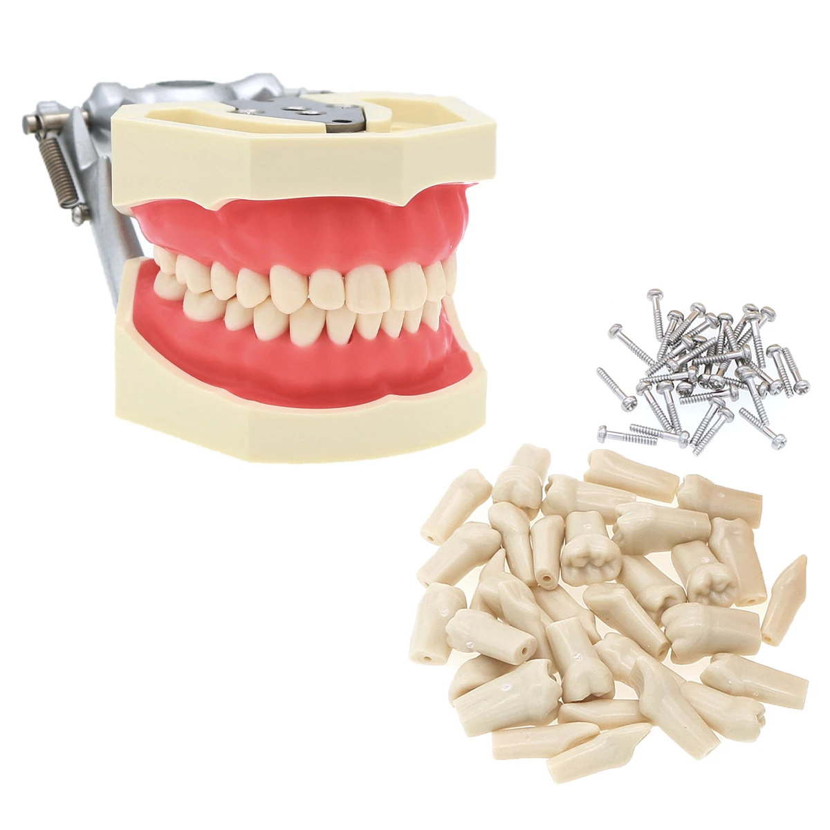 Dental Typodont Model Kilgore Nissin 200 Type Removable 28Pc Teeth Simulation Oral Teaching Practice Teeth Model