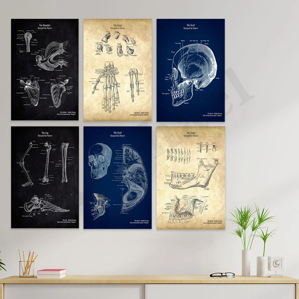 Teeth Leg Chest Throat Shoulder Scull Hand. Human Anatomy. Hospital Office Wall Decor Art Poster
