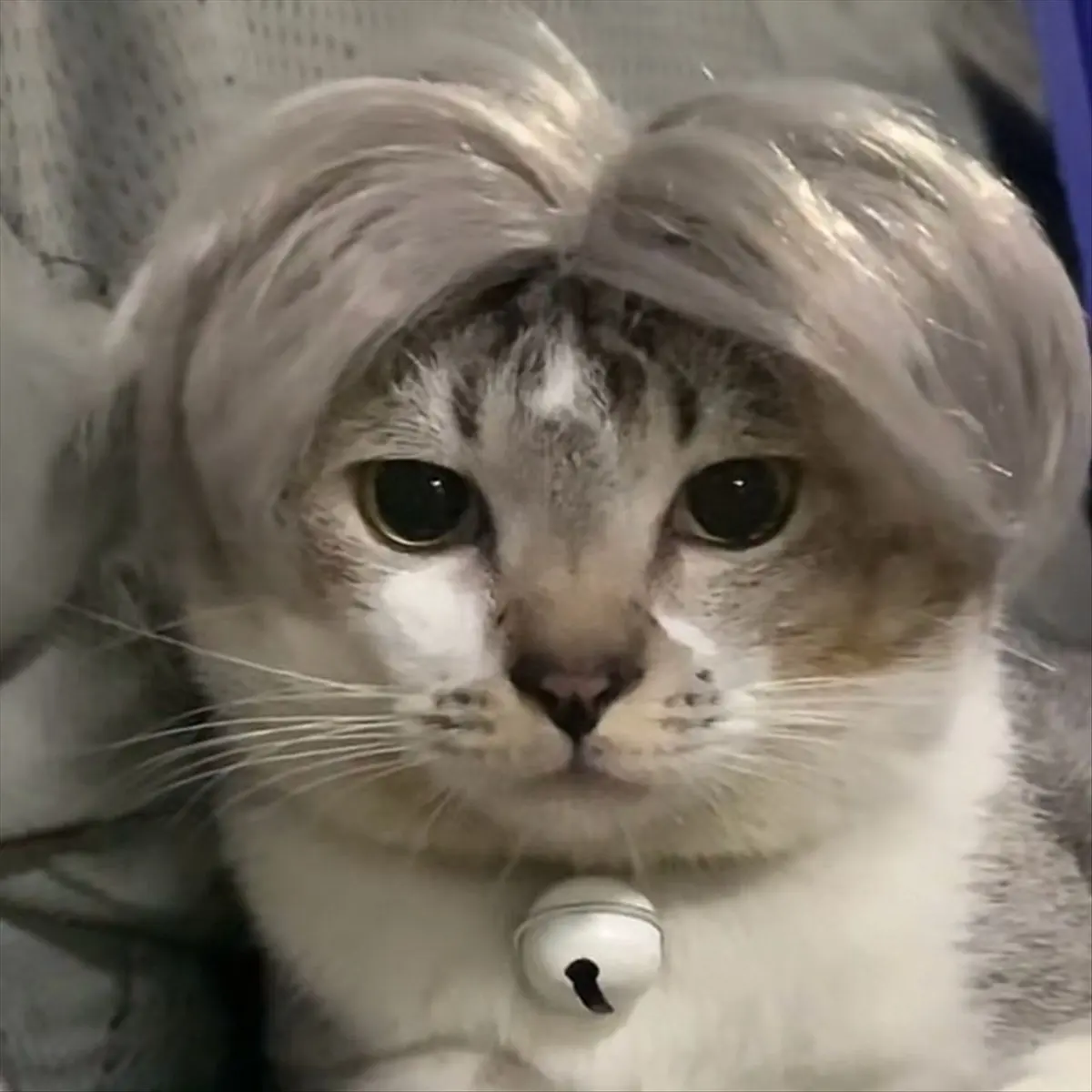 * X07A Um animal de estimação perucas cosplay adereços engraçado cão gatos cross-dressing cabelo chapéu trajes cabeça acessórios para animais de estimação de halloween suprimentos