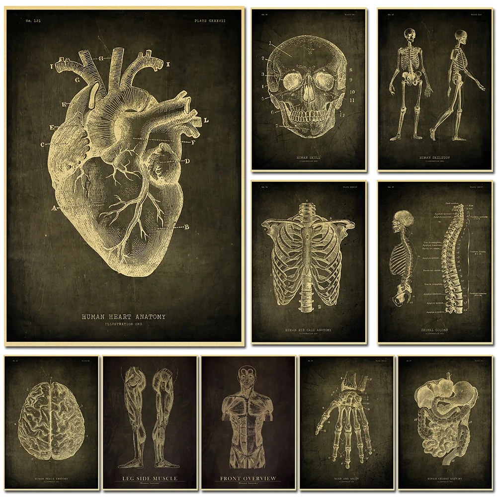 

Anatomy Skeleton Education Poster Wall Chart Prints Posters Home Living Bed Room Decor Bar Cafe Pictures Frameless Wall Painting