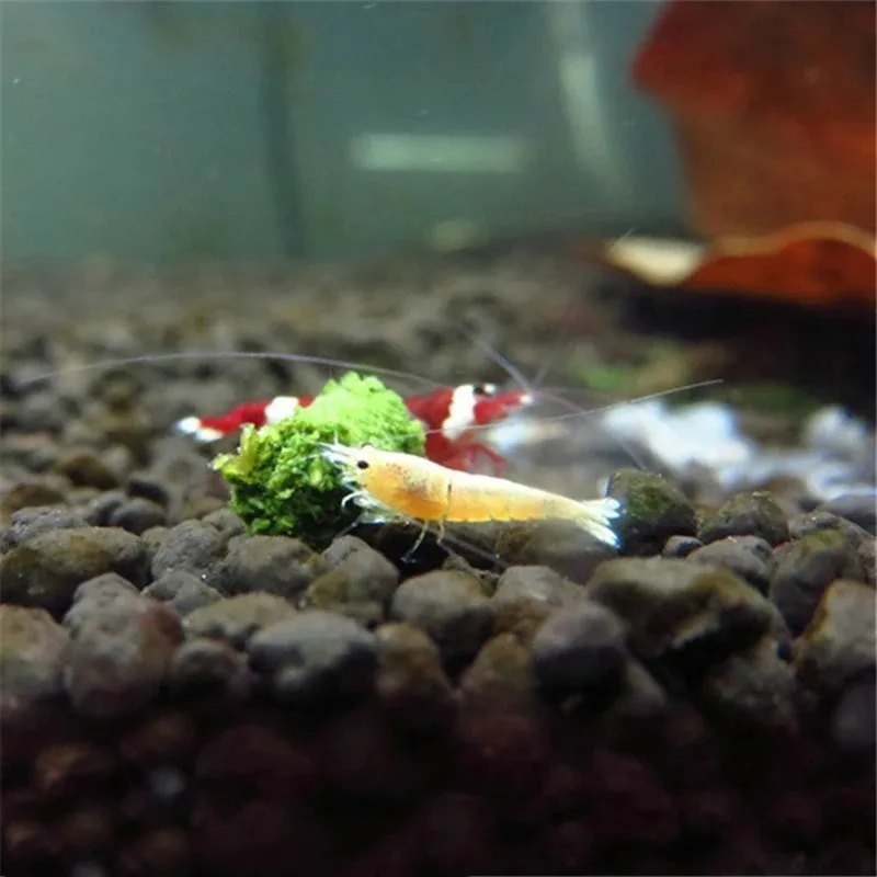 tank fish food