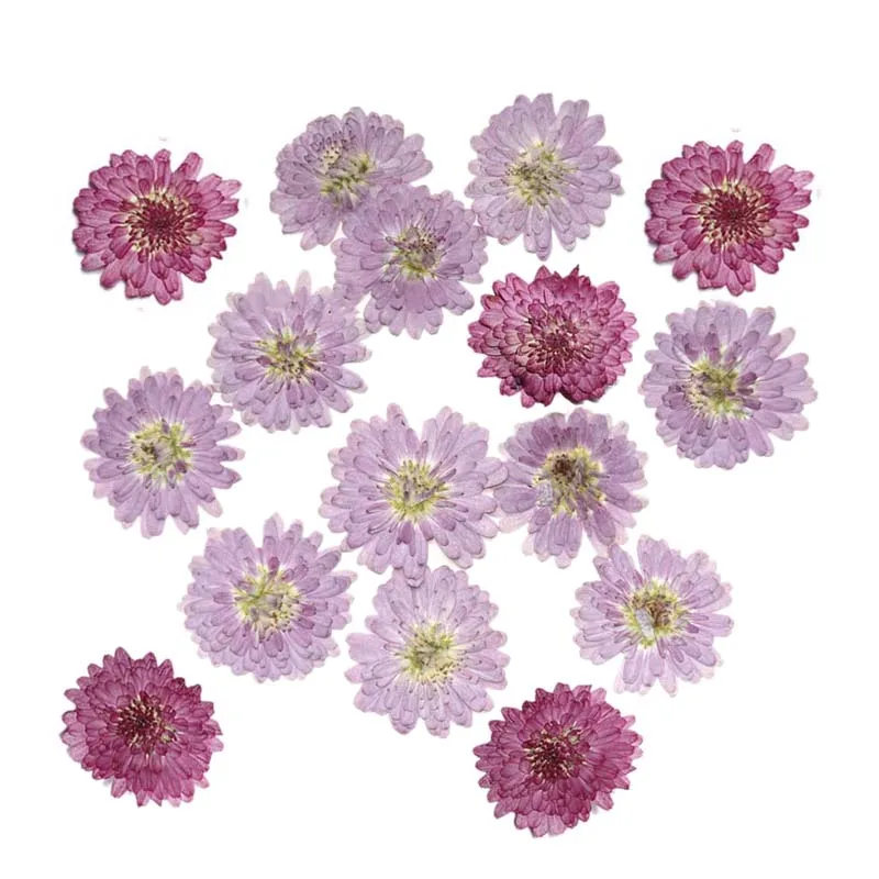 24PCS/2~3CM Real Natural Small Pressed Dried Purple Chrysanthemum Flowers Heads,Dry Flowers Decoration For Epoxy Resin