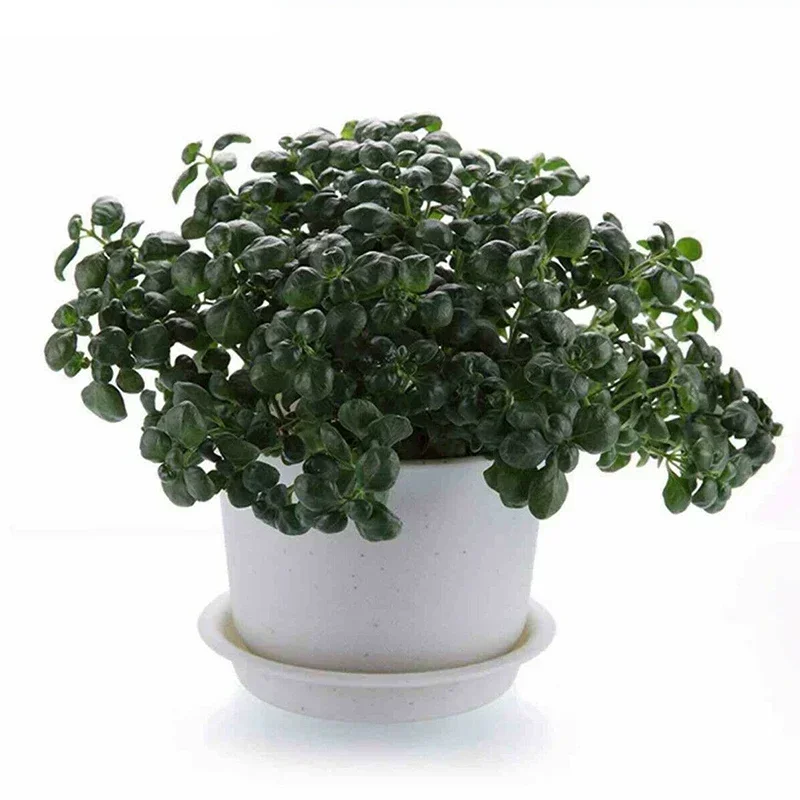 

10pcs PP Round Succulent Plant Flower Pot Trays Saucer Tray Flat-Side Watering Flowerpot Base Garden Accessories