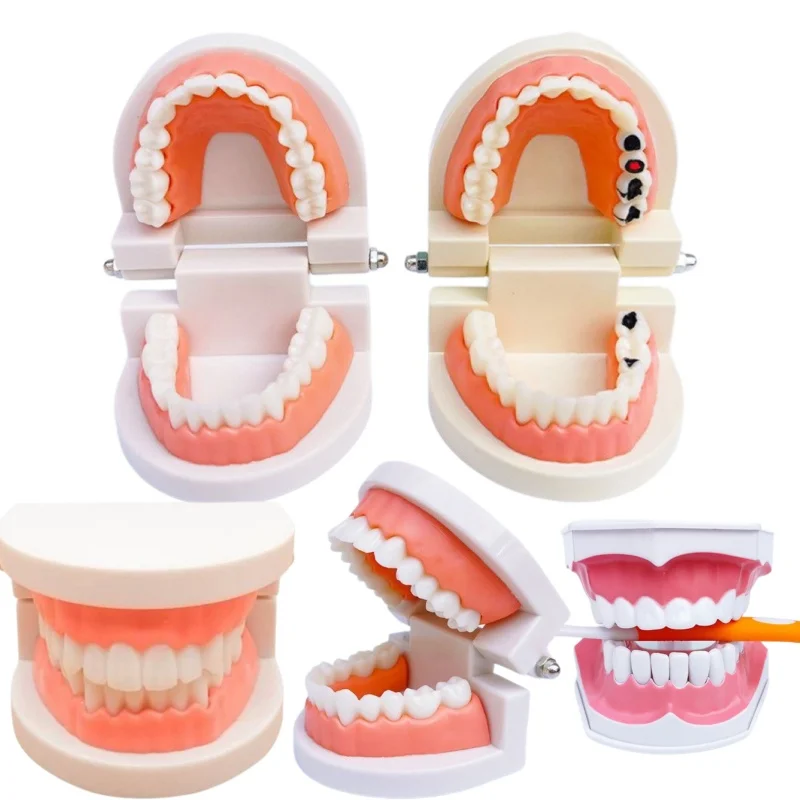 Dentistry Adult Typodont Demonstration Denture Model Standard Teeth Model Lab Material for Teaching Learning Clinic Instrument