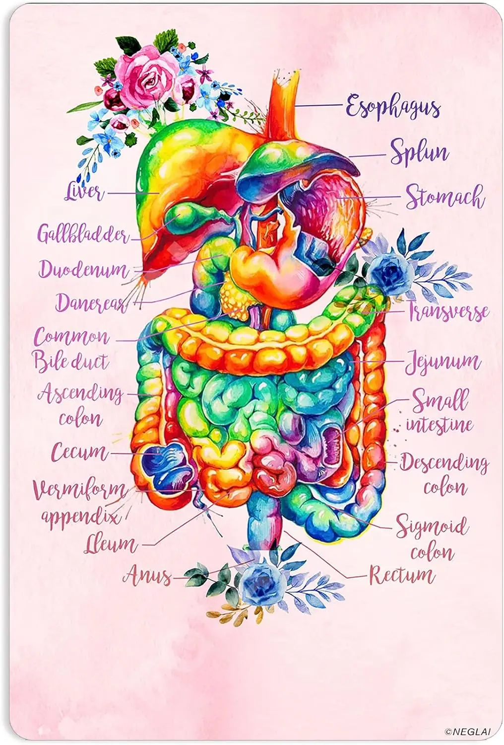 Affiche métallique décorative vintage sur l'anatomie du système digestif et la connaissance florale, décoration murale 8x12 pouces