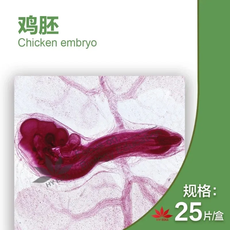 44 piezas de rodajas de muestras embriológicas 24/48/72/96 horas 15 variedades de embriones de pollo sección serie microscopio diapositiva Microscopio