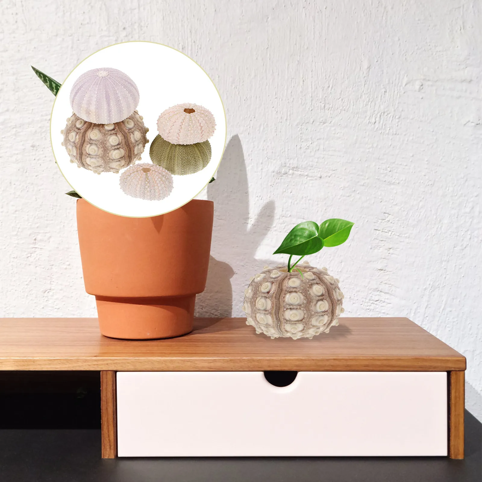 5Pcs Natural Sea Urchin Shell Air Plant Pot Small Decorative Urchin Flowerpot Craft Supply Home Display Air Plant Pot