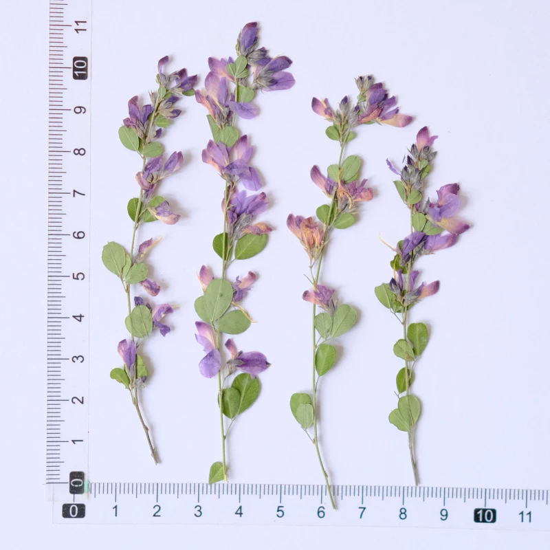 6pcs,nature Lespedeza Formosa Dried Pressed Flowers,Plant Specimen Paintings Art,photoFrames,Handmade Bookmarks,Resin Jewelry view 5